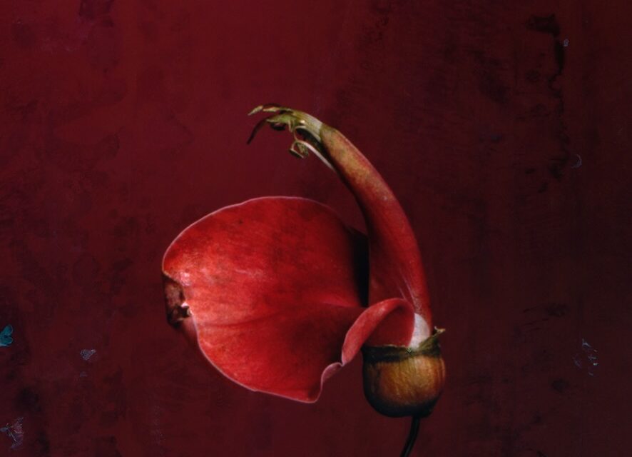 ‘Botanica Amoris’, un homenaje a la sensualidad floral